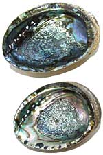 Abalone Shell - Whole - Blue / Green