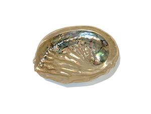 Abalone Shell - South African - 4-5