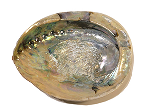 Abalone Shell - South African