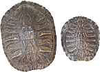 Turtle Shells - Red Ear Slider