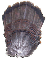Bronze Turkey Feathers - Complete Tail Clump - Select