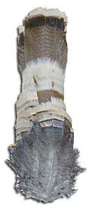 Bronze Turkey Feathers - Complete Tail