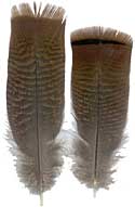 Bronze Turkey Feathers - Tail Skirts