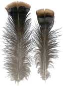Bronze Turkey Feathers - Herls