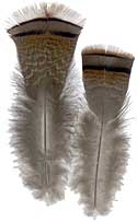 Bronze Turkey Feathers - Flats