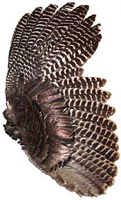 Bronze Turkey Feathers - Complete Wing