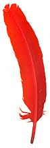 Dyed Turkey Feathers - Rounds - Orange