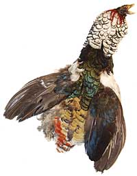 Pheasant Feathers - Lady Amherst - Select #1 Skin with Crest