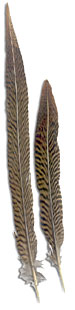 Golden Pheasant Feathers - Tails