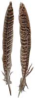 Pheasant Feathers - Ringneck - Female Tails