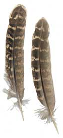 Pheasant Feathers - Ringneck - Rounds