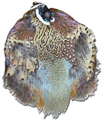 Pheasant Feathers - Ringneck - Skins - No Tails