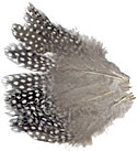 Guinea Hen Feathers - Strung Body Plumage - Large Eyes