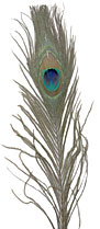 Peacock Feathers - Eyed Sticks - Natural