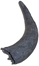 Buffalo Horns (American Bison)