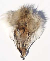 Coyote Faces