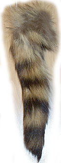 Raccoon - Tails