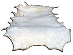 Deer Rawhide - Whole Hide