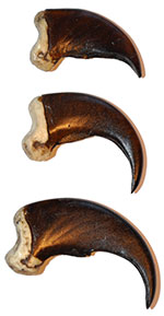 Imitation Black Bear Claws