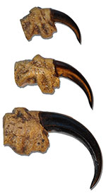 Imitation Eagle Claws / Talons