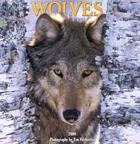 2009 Wall Calendar - Wolves