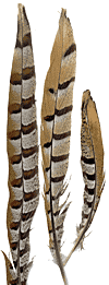 Pheasant Feathers - Reeves - Tail