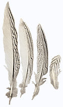Pheasant Feathers - Silver - Tails